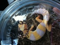 Tremper sunglow.jpg