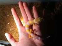 tremper sunglow 3.jpg
