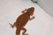 chams and beardie 012.jpg