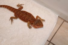 chams and beardie 013.jpg