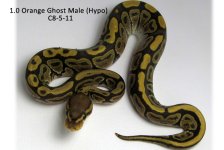 OG Male C8-5-11_Websize.jpg