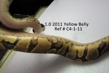 C4-1-11 Yellow Sides and Flaming_Websize.jpg