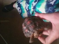 TORTOISE.jpg
