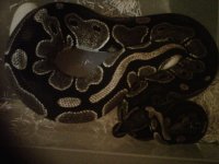 IMG00805-20111113-0133.jpg