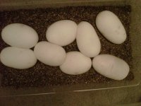 IMG00808-20111113-0359.jpg