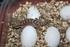 protecttheeggs.JPG