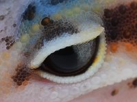 25%-afghan-bold-eclipse-eye.jpg