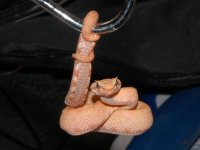 puff-1.jpg