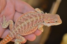 CarolinaClassicDragonsPic.jpg