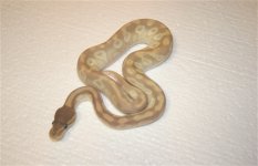 crystal Gassett.jpg