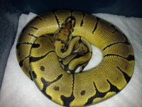 woma.jpg