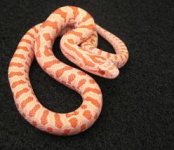 malehypoalsnake88_opt.jpg