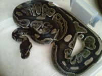 IMG00814-20111202-2233.jpg