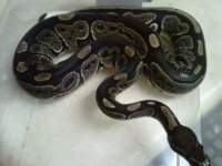 IMG00815-20111202-2233.jpg