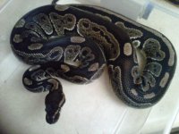 IMG00816-20111202-2234.jpg