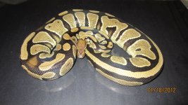 snakes 063.jpg