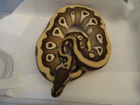 desert mojave male 2.1.jpg