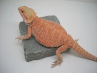 Sunny 012.jpg
