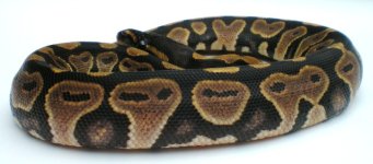 twinke #2 - female.JPG