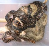 Snake spaghetti.jpg