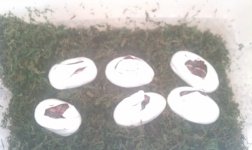 IMAG0141.jpg