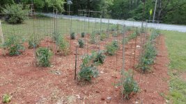 tomato 001.jpg