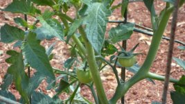 tomato 004.jpg