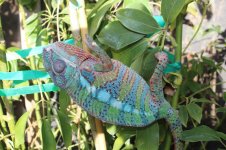 chameleon 002.jpg