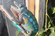 chameleon 010.jpg