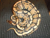 Blackback & Dinkers 018.jpg