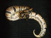 Blackback & Dinkers 024.jpg