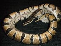 Blackback & Dinkers 050.jpg