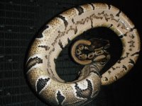 Blackback & Dinkers 029.jpg