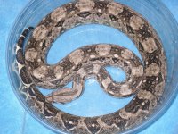caulker cay fem 014.jpg