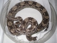 caulker cay fem 004.jpg