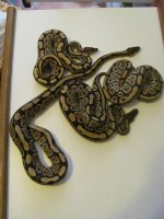 IMG_1168.JPG