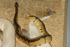 Clown-x-Super-Mojave-PH-Pied-1.jpg