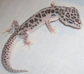 Super Snow Enigma Male 5 11  WBH008.jpg