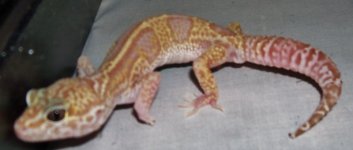 Tremper Snow Het Patternless Male RR016.jpg