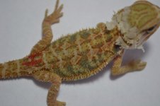 R4_6-8-2012_04.jpg