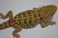 R2_6-8-2012_03.jpg