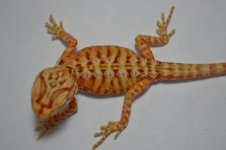 GSilk-8-2012_08.jpg