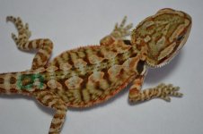 G6_6-8-2012_08.jpg