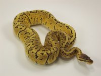 Male Lemonblast.2.jpg