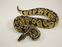 Female Pastel het hypo.jpg