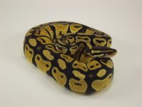 Female Pastel.jpg