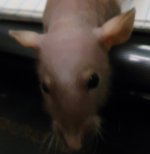rat image.jpg