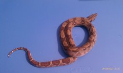 IMAG0113.jpg