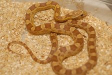 Gold Dust Cornsnake  sub.jpg