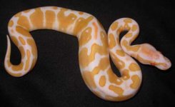 Bino Female.jpg